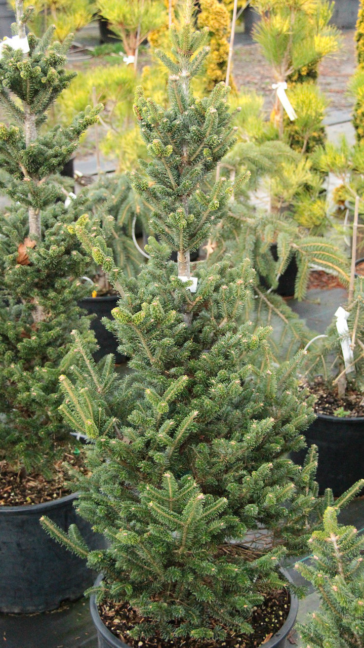 Abies fraseri 
